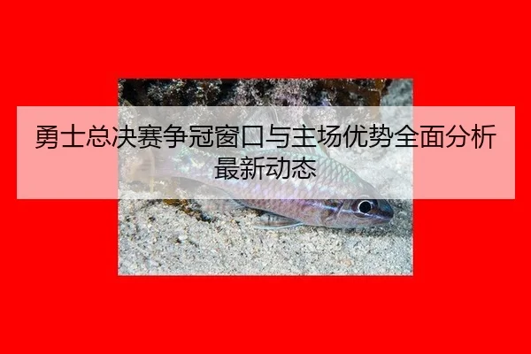 yong-shi-zong-jue-sai-zheng-guan-chuang-kou-yu-zhu-chang-you-shi-quan-mian-fen-xi-zui-xin-dong-tai-2-200.jpg